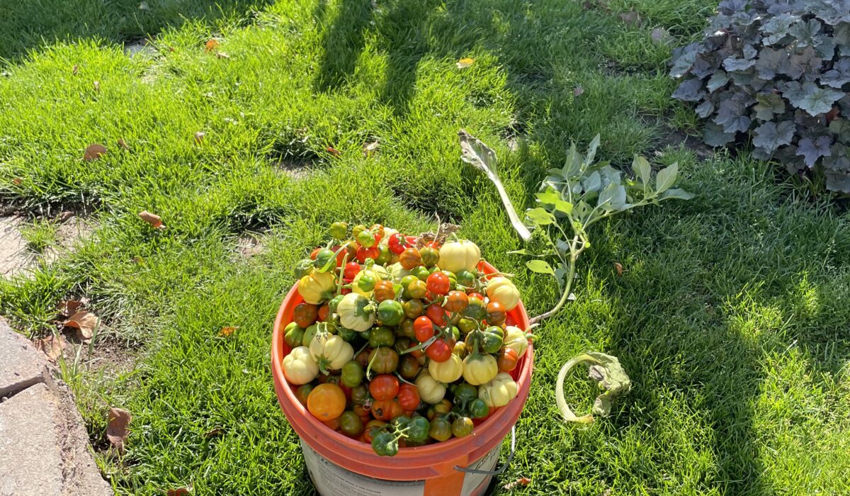 A bunch of freshly plucked tomatoes from the garden kept in a bucket