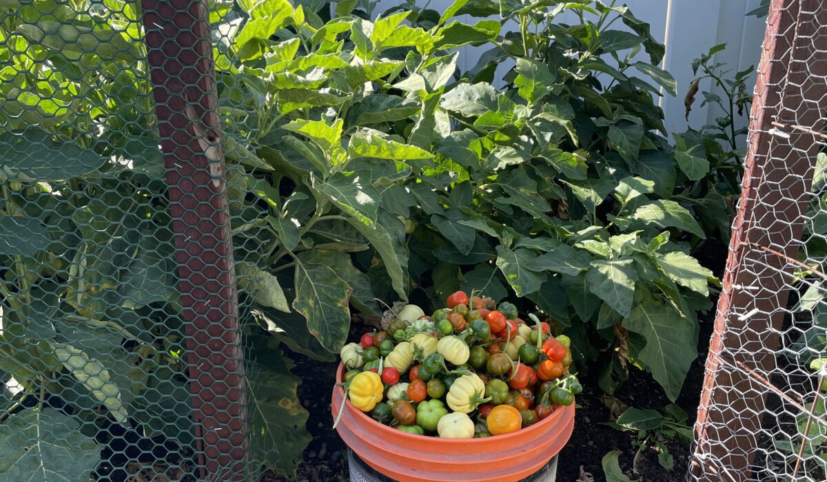 A bunch of freshly plucked vegetables from the garden kept in a bucket