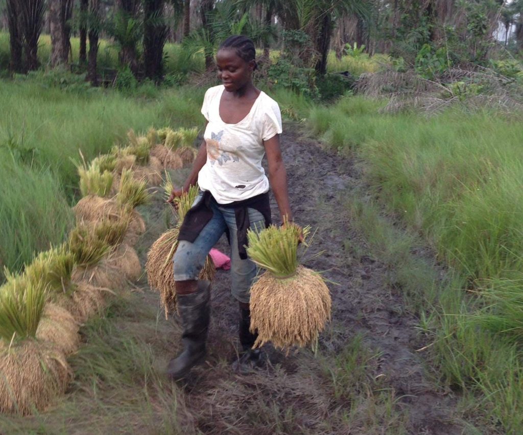 A woman working in the field